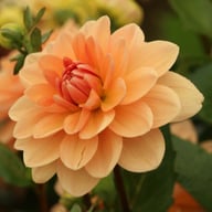 Yelno Harmony Dahlia Tuber
