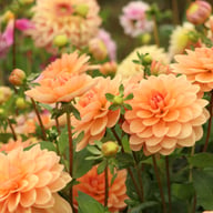 Yelno Harmony Dahlia Tuber
