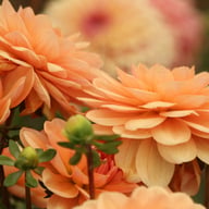 Yelno Harmony Dahlia Tuber