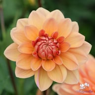 Yelno Harmony Dahlia Knöl