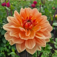 Yvonne Dahlia Knöl