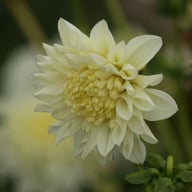 Zahra Dahlia Knöl