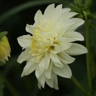 Zahra Dahlia Knöl