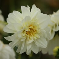 Zahra Dahlia Knöl