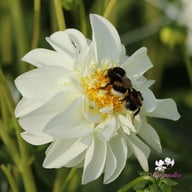 Zahra Dahlia Knöl
