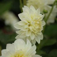 Zahra Dahlia Knöl