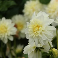 Zahra Dahlia Knöl