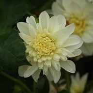 Zahra Dahlia Knöl