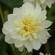 Zahra Dahlia Knöl