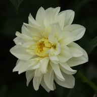 Zahra Dahlia Knöl