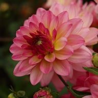 Zingaro Dahlia Knöl