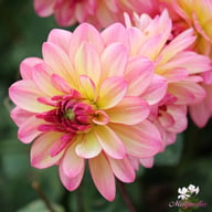 Zingaro Dahlia Knöl