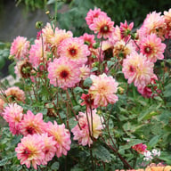 Zingaro Dahlia Knöl