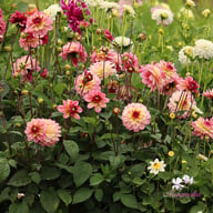 Zingaro Dahlia Knöl