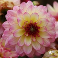 Zingaro Dahlia Knöl