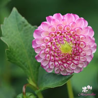 Zippity Do Da Dahlia Knöl