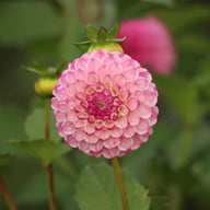Zippity Do Da Dahlia Knöl