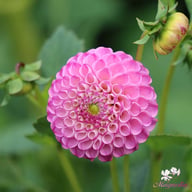 Zippity Do Da Dahlia Knöl