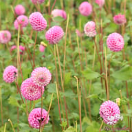 Zippity Do Da Dahlia Knöl