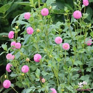 Zippity Do Da Dahlia Knöl