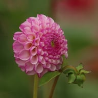 Zippity Do Da Dahlia Knöl