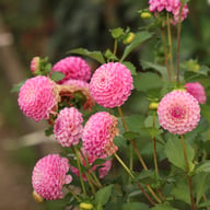 Zippity Do Da Dahlia Knöl