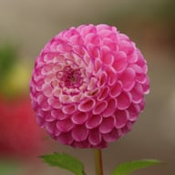 Zippity Do Da Dahlia Knöl