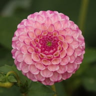 Zippity Do Da Dahlia Knöl