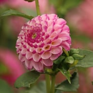 Zippity Do Da Dahlia Knöl