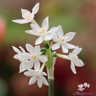Ziva Narcissus Bulbs