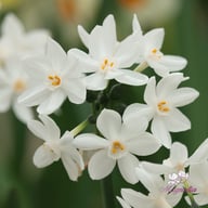 Ziva Narcissus Bulbs