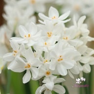 Ziva Narcissus Bulbs