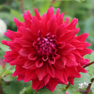 Zorro Dahlia Tuber