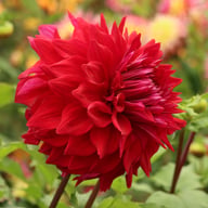 Zorro Dahlia Tuber