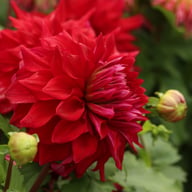 Zorro Dahlia Tuber