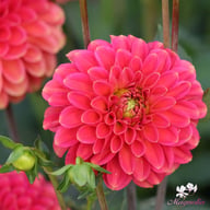 Zundert Mystery Fox Dahlia Knöl