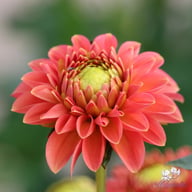 Zundert Mystery Fox Dahlia Knöl