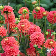 Zundert Mystery Fox Dahlia Knöl