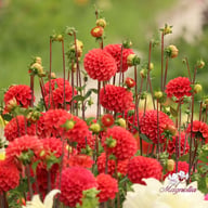 Zundert Mystery Fox Dahlia Knöl