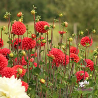 Zundert Mystery Fox Dahlia Knöl