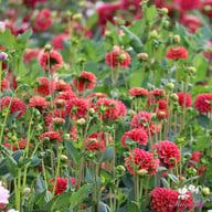 Zundert Mystery Fox Dahlia Knöl