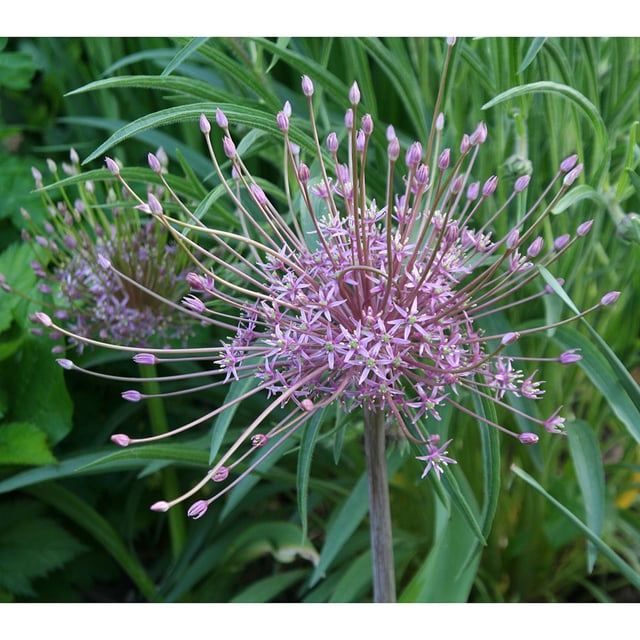 Allium