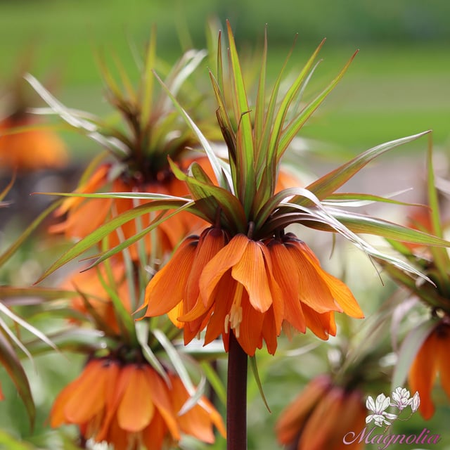 Flowering bulbs