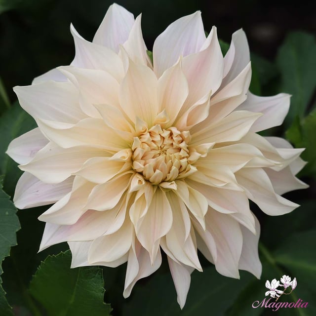 Dahlia bulbs