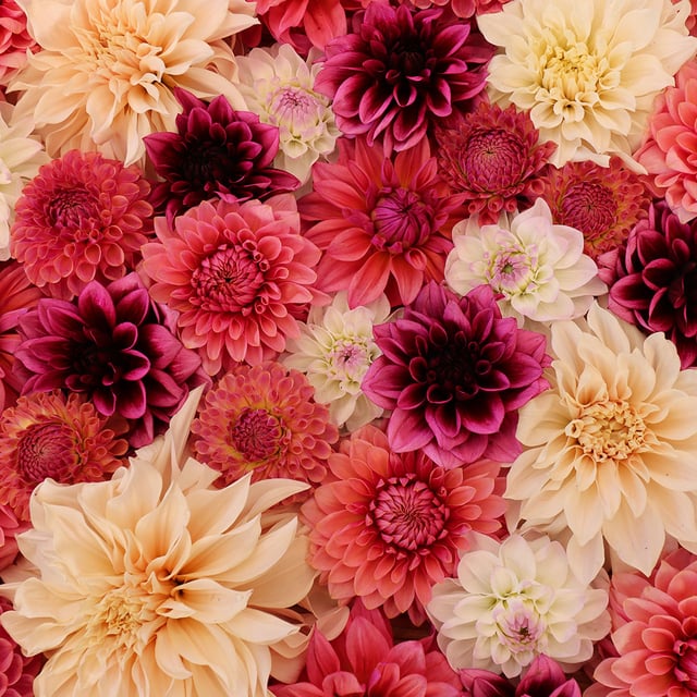 Dahlia Collection
