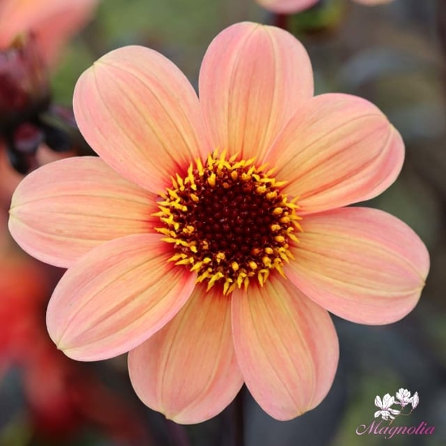 Single Flowering
