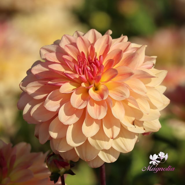 Exclusive varieties
