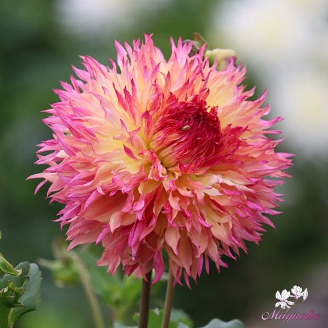 Lacinated Dahlias