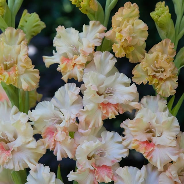 Gladiolus