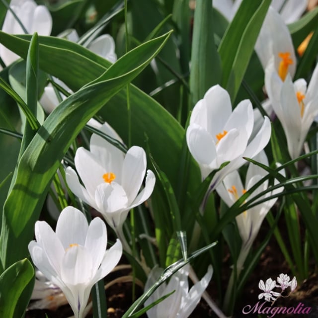 Krokus
